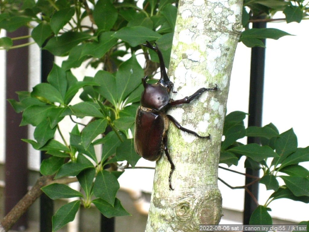 Kabuto-musi